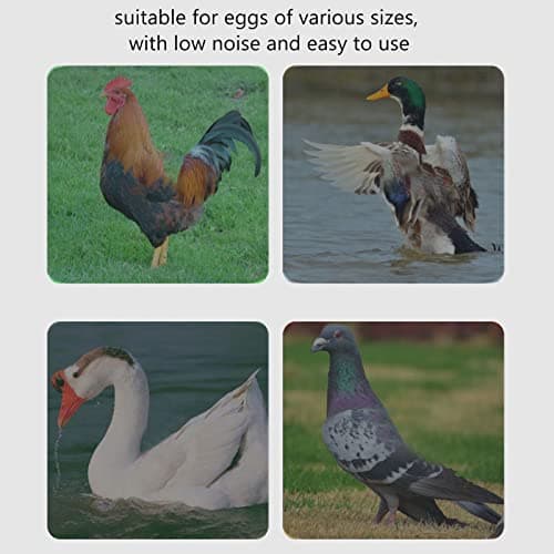Egg Incubator Combo Kit for Hobbyists
